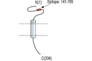 anti-Transmembrane Protein 66 (TMEM66) (AA 141-155), (Intracellular), (Lumenal Region) antibody