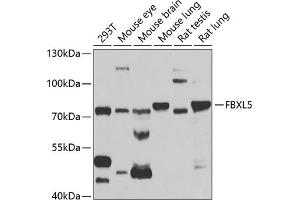 Western blot analysis of extracts of various cell lines, using FBXL5 antibody (ABIN6130378, ABIN6140510, ABIN6140511 and ABIN6221239) at 1:1000 dilution. (FBXL5 抗体  (AA 1-310))