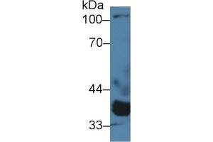 Western Blot; Sample: Porcine Heart lysate; Primary Ab: 2µg/ml Rabbit Anti-Human PPM1A Antibody Second Ab: 0. (PPM1A 抗体  (AA 2-382))