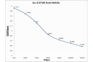 Antigen: 0. (Lipocalin 2 抗体  (AA 101-198))