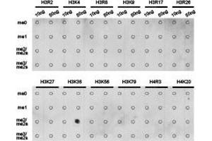Dot-blot analysis of all sorts of methylation peptides using H3K36me2 antibody. (Histone 3 抗体  (H3K36me2))