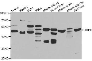 Western blot analysis of extracts of various cell lines, using GOPC antibody (ABIN5975587) at 1/1000 dilution. (GOPC 抗体)