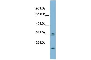 WB Suggested Anti-ANAPC10 Antibody Titration:  0. (ANAPC10 抗体  (N-Term))