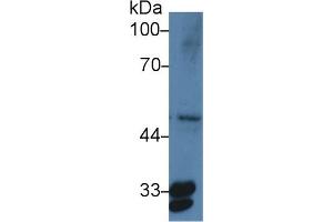 Western Blotting (WB) image for anti-Prostaglandin E Synthase 2 (PTGES2) (AA 145-357) antibody (ABIN7442885)