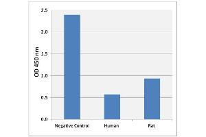 Cholic Acid Levels in undiluted Human or Rat Serum compared to Negative Control (Assay Diluent)