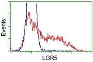 HEK293T cells transfected with either RC212825 overexpress plasmid (Red) or empty vector control plasmid (Blue) were immunostained by anti-LGR5 antibody (ABIN2454613), and then analyzed by flow cytometry. (LGR5 抗体  (AA 250-550))