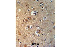 GPHN Antibody (Center) IHC analysis in formalin fixed and paraffin embedded brain tissue followed by peroxidase conjugation of the secondary antibody and DAB staining. (Gephyrin 抗体  (Middle Region))