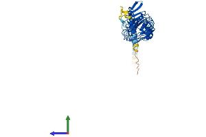 Protein Structure (PS) image for Leucine Rich Repeat Containing 39 (LRRC39) (AA 1-335) protein (His tag) (ABIN7549161)