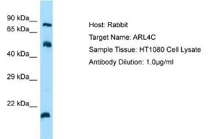 Host: Rabbit Target Name: ARL4C Sample Tissue: Human HT1080 Whole Cell Antibody Dilution: 1ug/ml (ARL4C 抗体  (N-Term))