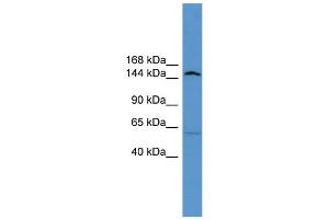 WB Suggested Anti-Atp10d Antibody Titration:  0. (ATP10D 抗体  (Middle Region))