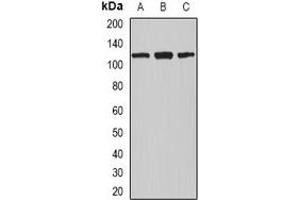 Western blot analysis of Nucleolin expression in MCF7 (A), A549 (B), THP1 (C) whole cell lysates. (Nucleolin 抗体)