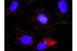 Proximity Ligation Analysis of protein-protein interactions between CDC6 and MCM7.
