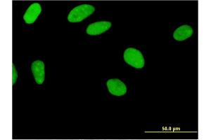Immunofluorescence of monoclonal antibody to ZNF35 on HeLa cell. (ZNF35 抗体  (AA 1-519))