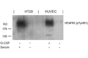 Western blot analysis of extracts from G-CSF-treated HUVEC and serum-treated HT29 cells using VEGFR2(Phospho-Tyr951) Antibody. (VEGFR2/CD309 抗体  (pTyr951))