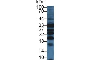 Detection of PRDX4 in Mouse Liver lysate using Polyclonal Antibody to Peroxiredoxin 4 (PRDX4) (Peroxiredoxin 4 抗体  (AA 14-258))