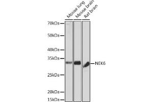 Western blot analysis of extracts of various cell lines, using NEK6 Rabbit mAb (ABIN7268916) at 1:1000 dilution. (NEK6 抗体)