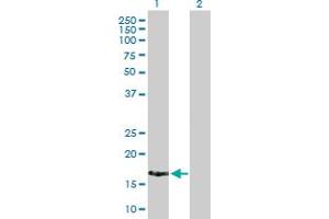 Western Blot analysis of XAGE2 expression in transfected 293T cell line by XAGE2 MaxPab polyclonal antibody. (XAGE2 抗体  (AA 1-111))