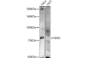 Western blot analysis of extracts of various cell lines, using SMO antibody (ABIN6130715, ABIN6148140, ABIN6148141 and ABIN6220185) at 1:500 dilution. (SMO 抗体  (AA 554-787))