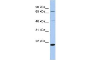 Western Blotting (WB) image for anti-Adenosylmethionine Decarboxylase 1 (AMD1) antibody (ABIN2463936) (AMD1 抗体)