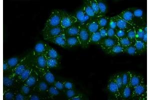 IF analysis of Claudin 3/CLDN3 using anti-Claudin 3/CLDN3 antibody (ABIN7599626). (Claudin 3 抗体  (AA 101-220))