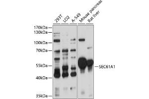 Western blot analysis of extracts of various cell lines, using SEC61 antibody (1658) at 1:3000 dilution.