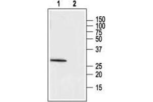 Western blot analysis of rat adrenal lysate: - 1. (MC2R 抗体  (1st Extracellular Loop))