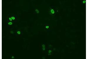 Anti-XRCC1 mouse monoclonal antibody (ABIN2453798) immunofluorescent staining of COS7 cells transiently transfected by pCMV6-ENTRY XRCC1 (RC204952). (XRCC1 抗体)
