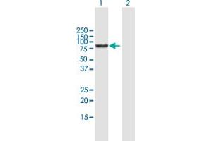 Western Blot analysis of BMP1 expression in transfected 293T cell line by BMP1 MaxPab polyclonal antibody. (BMP1 抗体  (AA 1-622))