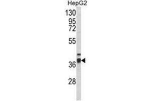 Western blot analysis of PECI Antibody (C-term) in HepG2 cell line lysates (35ug/lane). (PECI/ECI2 抗体  (C-Term))