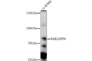 Western blot analysis of extracts of U-87MG cells, using RFIP4 antibody (ABIN7269788) at 1:1000 dilution. (RAB11FIP4 抗体  (AA 338-637))
