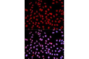 Immunofluorescence (IF) image for anti-Polymerase (RNA) II (DNA Directed) Polypeptide J, 13.3kDa (POLR2J) (AA 1-117) antibody (ABIN3015607)