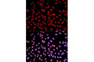 Immunofluorescence analysis of U2OS cells using POLR2J antibody (ABIN3015606, ABIN3015607, ABIN3015608 and ABIN6218969). (POLR2J 抗体  (AA 1-117))