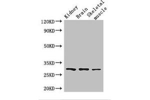 Western Blot Positive WB detected in: Mouse kidney tissue, Mouse brain tissue, Mouse skeletal muscle tissue All lanes: PLD6 antibody at 2. (PLD6 抗体  (AA 1-252))