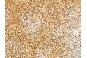 ABIN7094504 and ABIN7098553 at 1/100 staining Rat liver tissue by IHC-P. (Kallikrein 9 抗体  (C-Term))