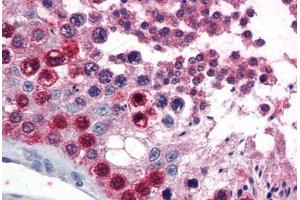 Human Testis (formalin-fixed, paraffin-embedded) stained with ATF7 antibody ABIN351459 at 3. (ATF7 抗体  (AA 482-494))