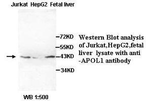 Image no. 2 for anti-Apolipoprotein L, 1 (APOL1) (AA 39-53) antibody (ABIN791085) (APOL1 抗体  (AA 39-53))