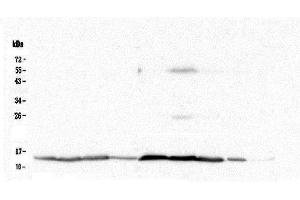 Western blot analysis of Cytochrome C using anti-Cytochrome C antibody (ABIN5693008).