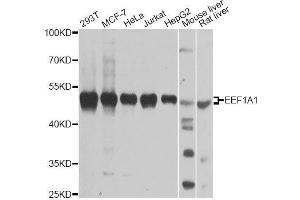 Western blot analysis of extracts of various cell lines, using EEF1A1 antibody.