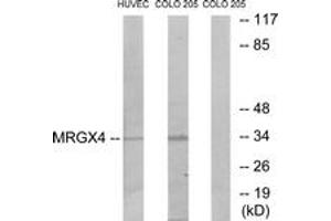 Western Blotting (WB) image for anti-MAS-Related GPR, Member X4 (MRGPRX4) (AA 271-320) antibody (ABIN2890900)