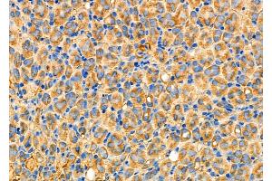 ABIN6259797 and ABIN6277038 at 1/100 staining Mouse kidney tissue by IHC-P. (ADH5 抗体  (C-Term))