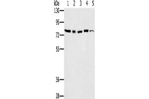 Gel: 6 % SDS-PAGE, Lysate: 40 μg, Lane 1-5: 293T cells, Raw264. (TAB3 抗体)