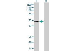 Western Blot analysis of AP4M1 expression in transfected 293T cell line by AP4M1 MaxPab polyclonal antibody. (AP4M1 抗体  (AA 1-453))