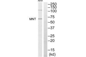 Western blot analysis of extracts from A549 cells, using MNT antibody.