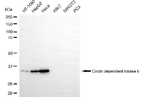 Western blotting analysis using Cyclin dependent kinase 6 antibody (ABIN7798220). (Recombinant CDK6 抗体)
