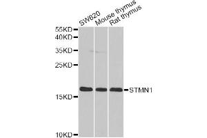 Western blot analysis of extracts of various cell lines, using STMN1 antibody (ABIN1874979) at 1:1000 dilution. (Stathmin 1 抗体)