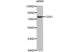Western blot analysis of extracts of Jurkat cell line, using CUX1 antibody. (CUX1 抗体  (AA 1-280))