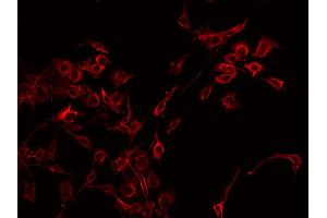 ABIN6268781 staining HepG2 by IF/ICC. (CD83 抗体  (Internal Region))