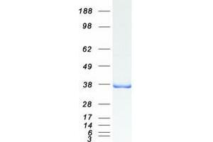Western Blotting (WB) image for Protein Quaking (QKI) (Transcript Variant 2) protein (Myc-DYKDDDDK Tag) (ABIN2730244)