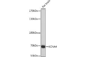 Western blot analysis of extracts of Rat brain, using KCN Rabbit pAb (ABIN7269486) at 1:1000 dilution. (Kv1.4 抗体  (AA 250-350))