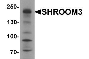 Western Blotting (WB) image for anti-Shroom Family Member 3 (SHROOM3) antibody (ABIN1077407) (SHROOM3 抗体)